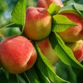 Peach Tree